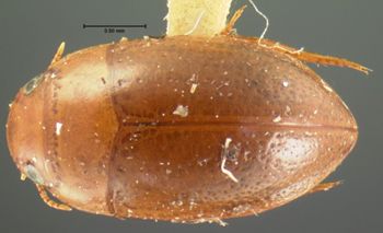 Media type: image;   Entomology 5972 Aspect: habitus dorsal view